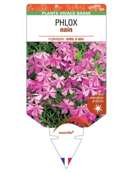 PHLOX nain (rose vif)
