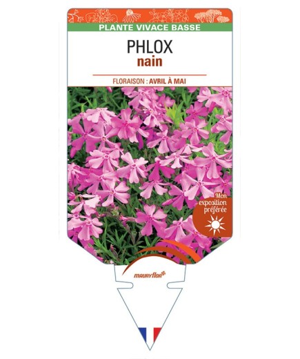 PHLOX nain (rose vif)