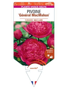 PAEONIA lactiflora Général MacMahon voir Pivoine