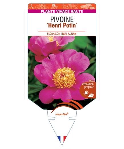 PAEONIA lactiflora Henri Potin voir Pivoine