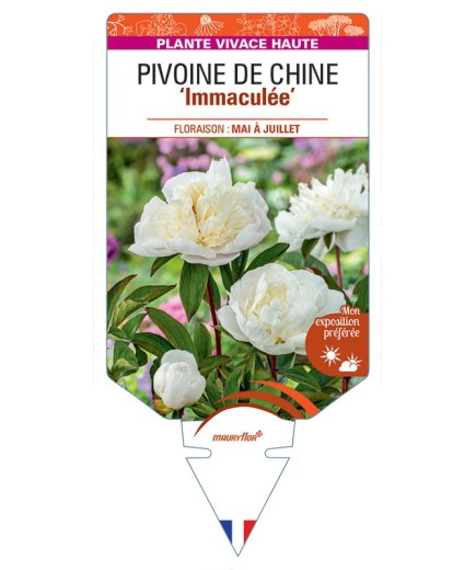 PAEONIA lactiflora Immaculée voir Pivoine de Chine