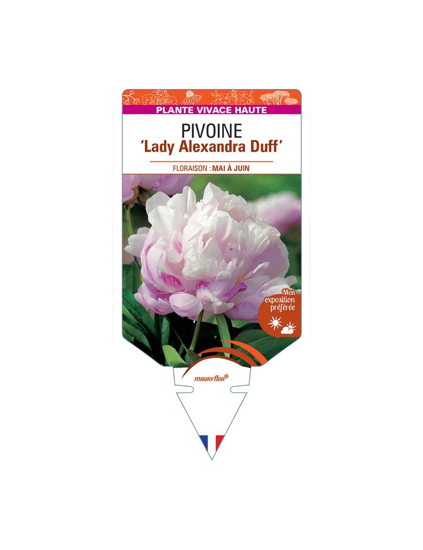 PAEONIA lactiflora Lady Alexandra Duff voir Pivoine