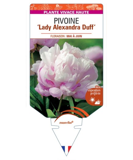 PAEONIA lactiflora Lady Alexandra Duff voir Pivoine