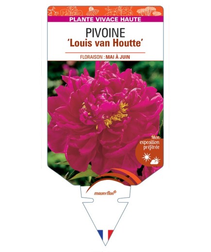 PAEONIA lactiflora Louis van Houtte voir Pivoine