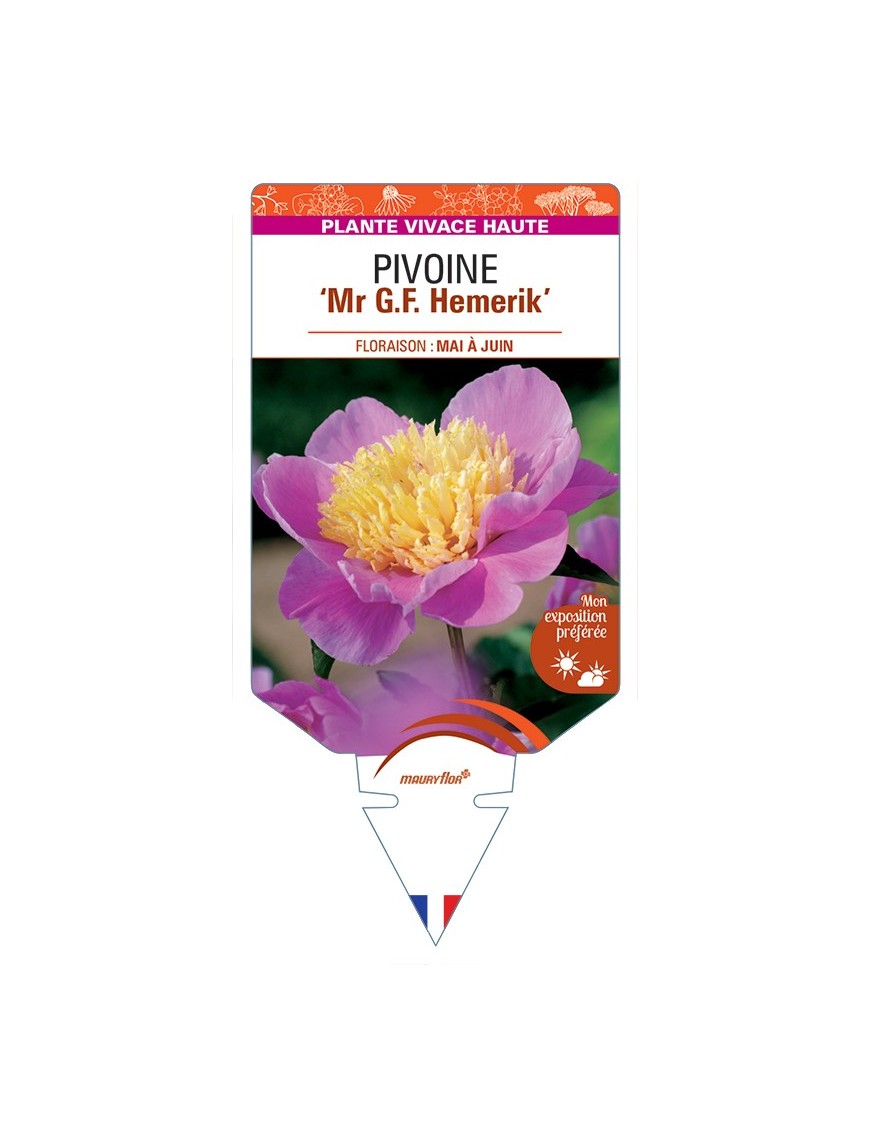 PAEONIA lactiflora Mr G.F. Hemerik voir Pivoine
