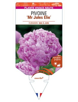 PAEONIA lactiflora Mr Jules Elie voir Pivoine