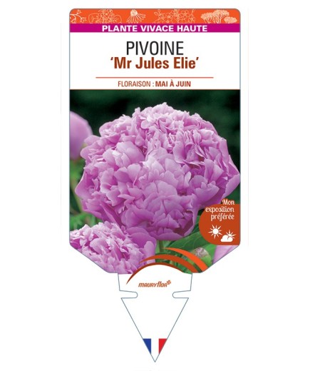 PAEONIA lactiflora Mr Jules Elie voir Pivoine