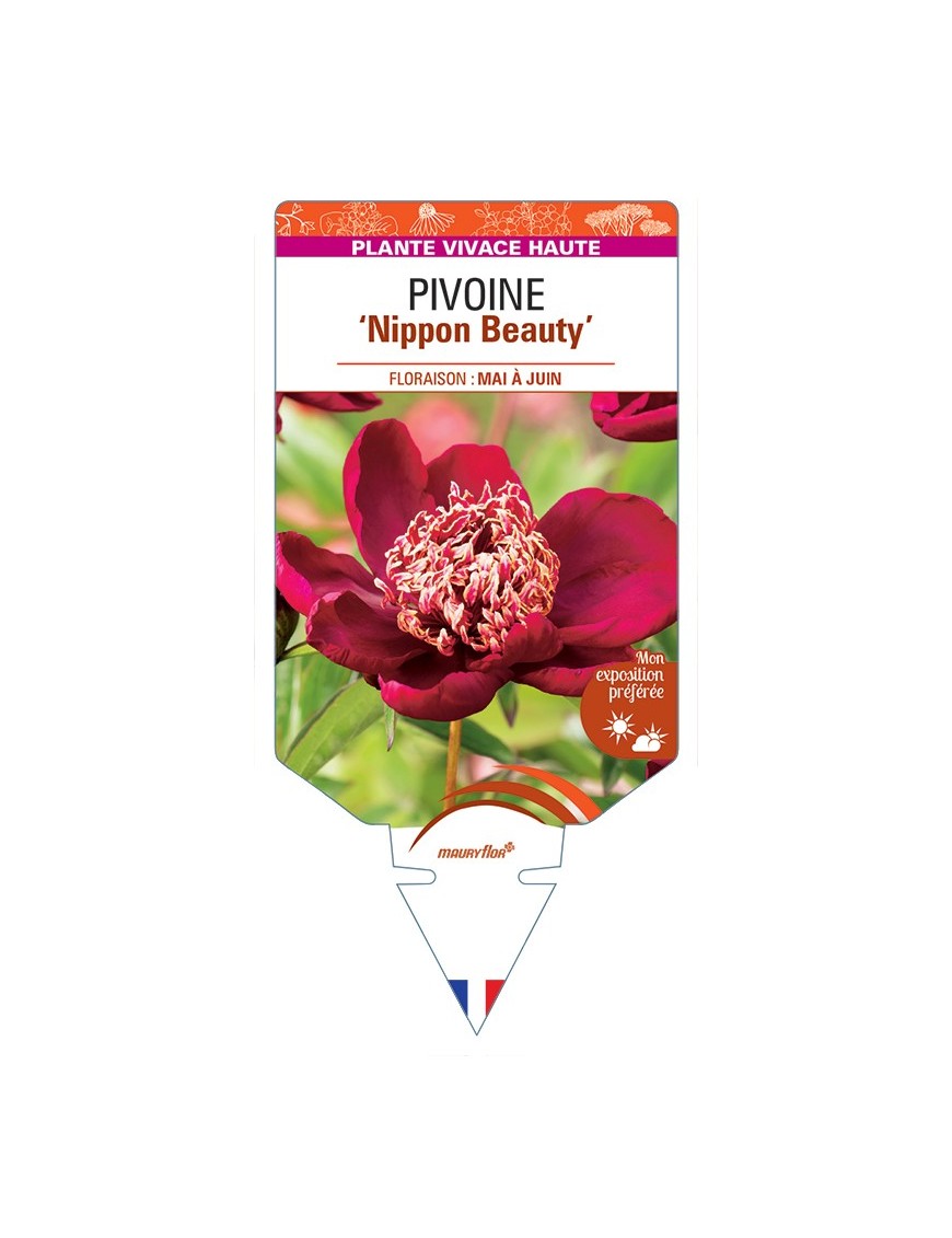 PAEONIA lactiflora Nippon Beauty voir Pivoine