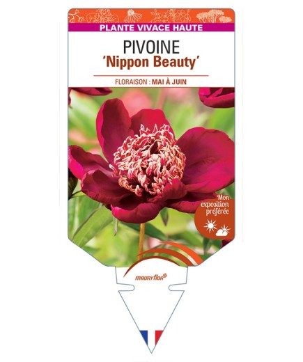 PAEONIA lactiflora Nippon Beauty voir Pivoine