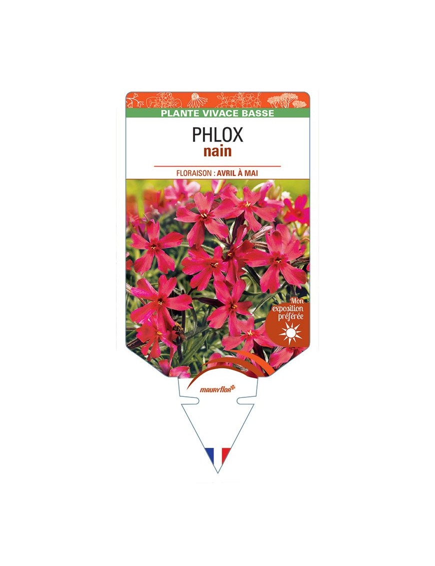 PHLOX nain (rouge) *
