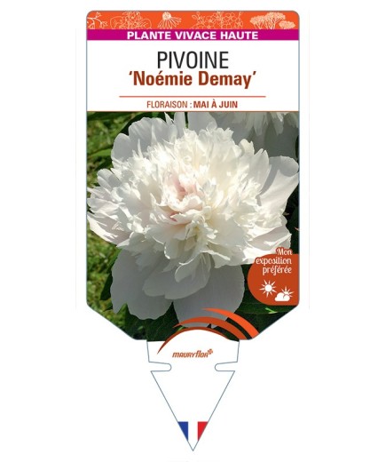 PAEONIA lactiflora Noémie Demay voir Pivoine