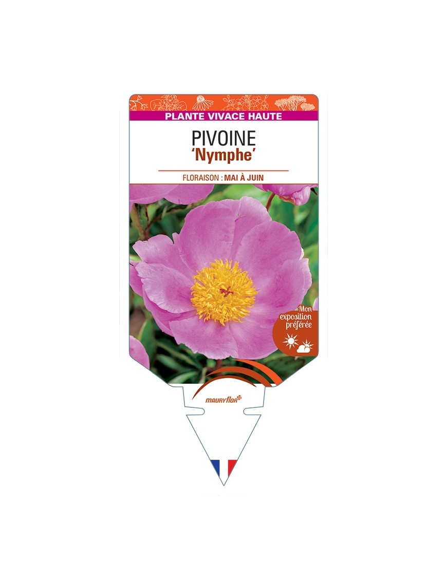 PAEONIA lactiflora Nymphe voir Pivoine