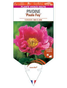PAEONIA lactiflora Paula Fay voir Pivoine