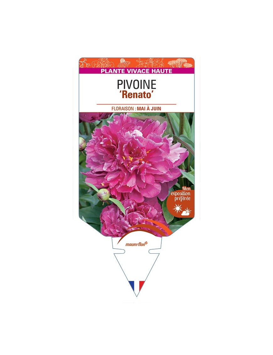 PAEONIA lactiflora Renato voir Pivoine