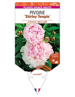 PAEONIA lactiflora Shirley Temple voir Pivoine