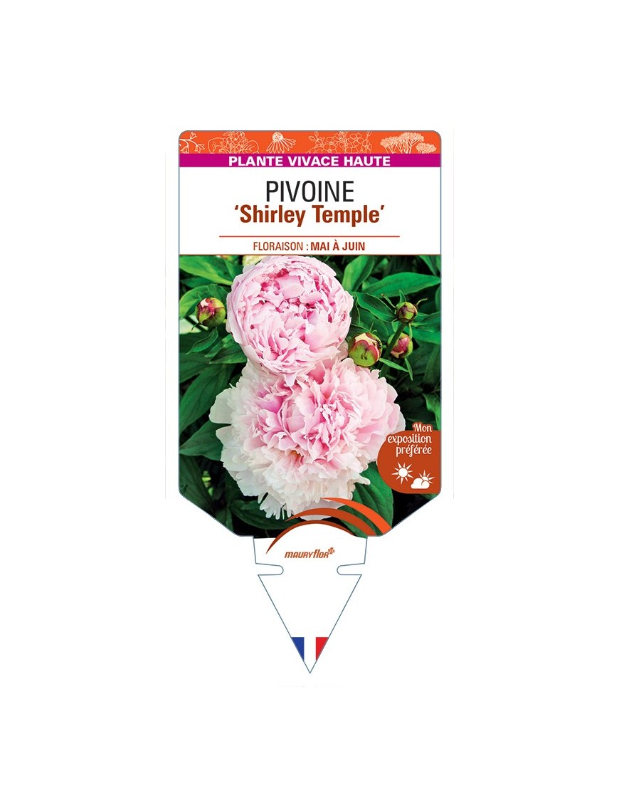 PAEONIA lactiflora Shirley Temple voir Pivoine