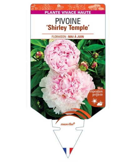 PAEONIA lactiflora Shirley Temple voir Pivoine