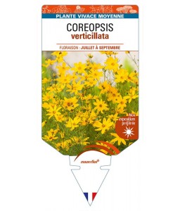 COREOPSIS verticillata (jaune)