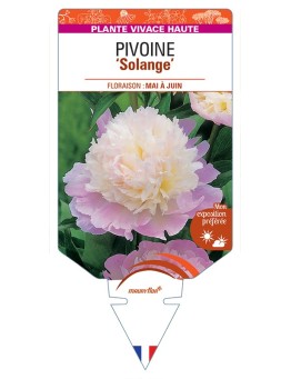 PAEONIA lactiflora Solange voir Pivoine