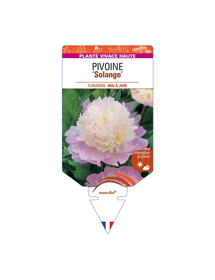 PAEONIA lactiflora Solange voir Pivoine