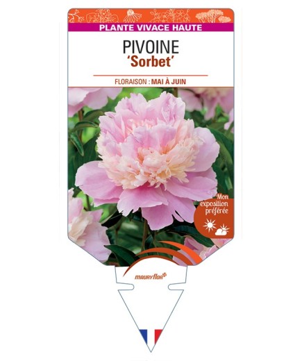 PAEONIA lactiflora Sorbet voir Pivoine
