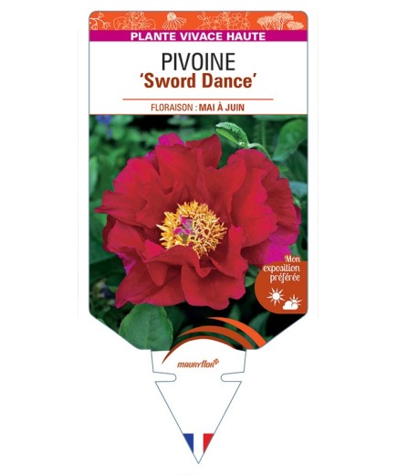 PAEONIA lactiflora Sword Dance voir Pivoine