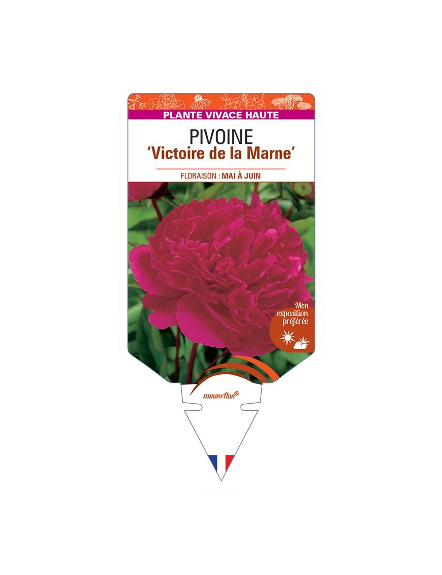 PAEONIA lactiflora Victoire de la Marne voir Pivoine