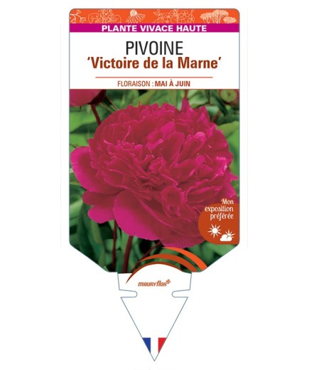 PAEONIA lactiflora Victoire de la Marne voir Pivoine