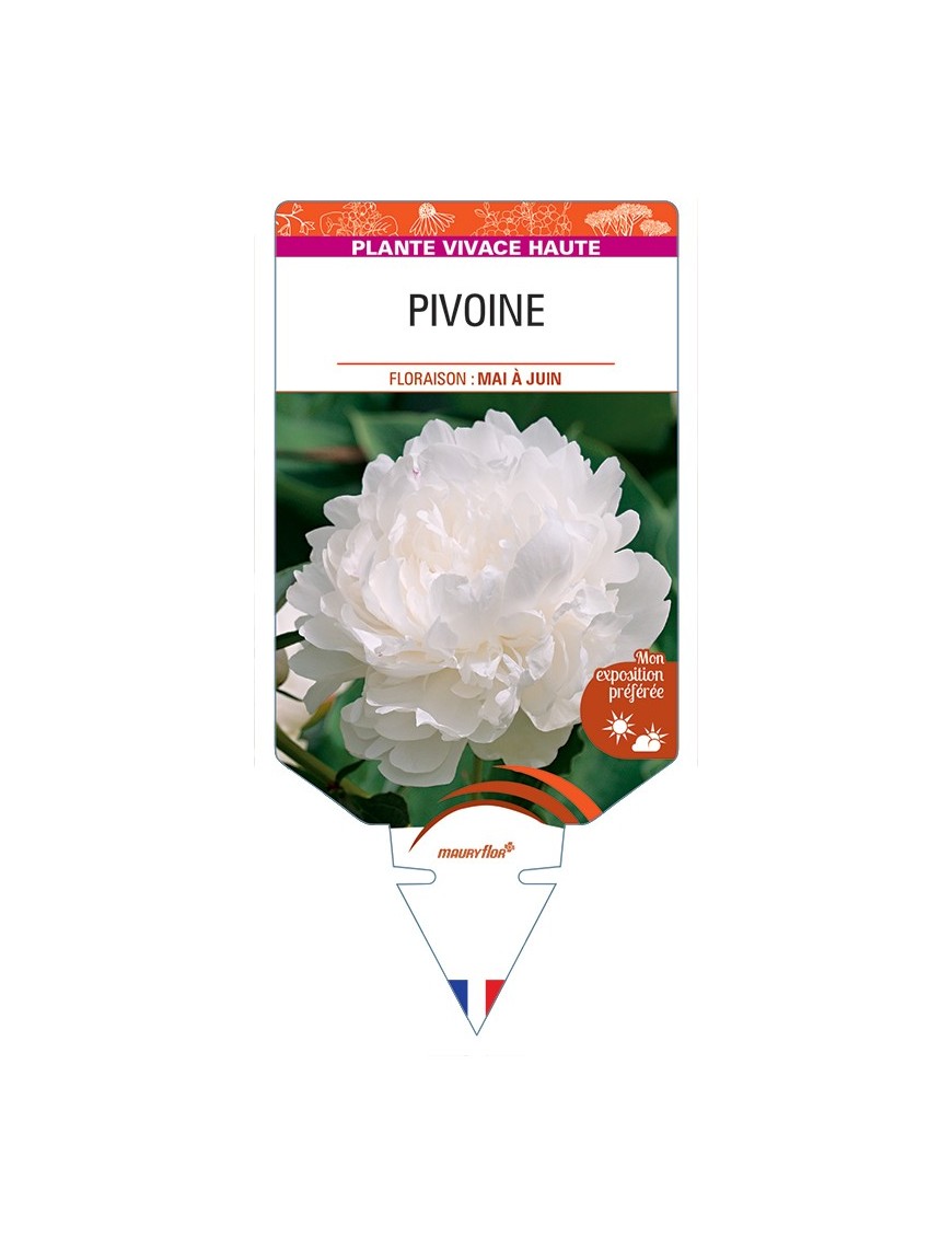 PAEONIA lactiflora voir Pivoine (blanche)