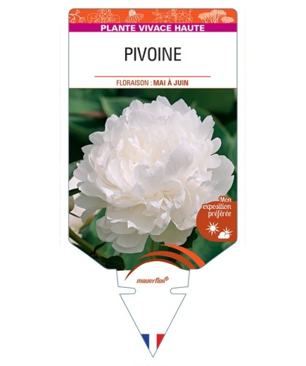 PAEONIA lactiflora voir Pivoine (blanche)