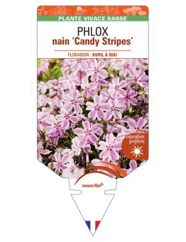 PHLOX nain (subulata bicolore) 'Candy Stripes' *