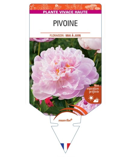 PAEONIA lactiflora voir Pivoine (rose)