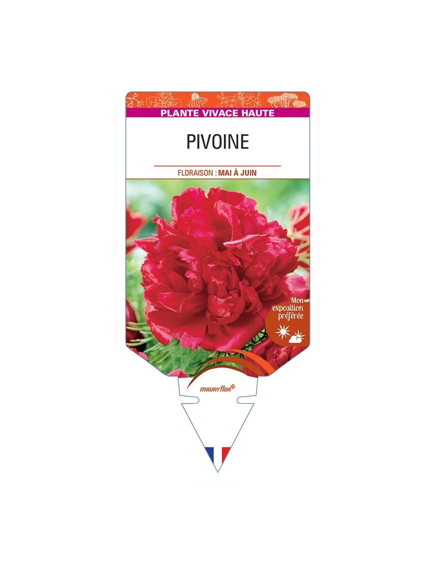 PAEONIA lactiflora voir Pivoine (rouge)