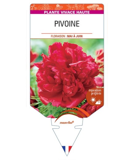 PAEONIA lactiflora voir Pivoine (rouge)