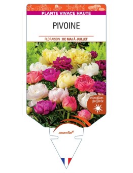 PAEONIA lactiflora voir Pivoine (varié)