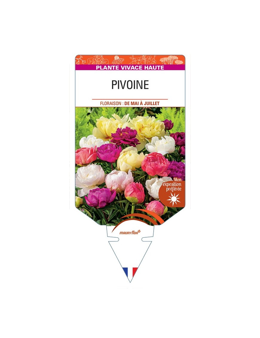 PAEONIA lactiflora voir Pivoine (varié)