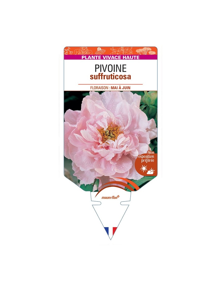PAEONIA suffruticosa voir Pivoine (rose clair)