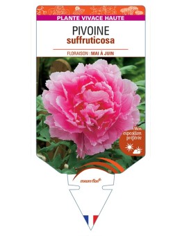 PAEONIA suffruticosa voir Pivoine (rose foncé)