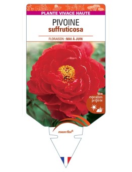 PAEONIA suffruticosa voir Pivoine (rouge clair)