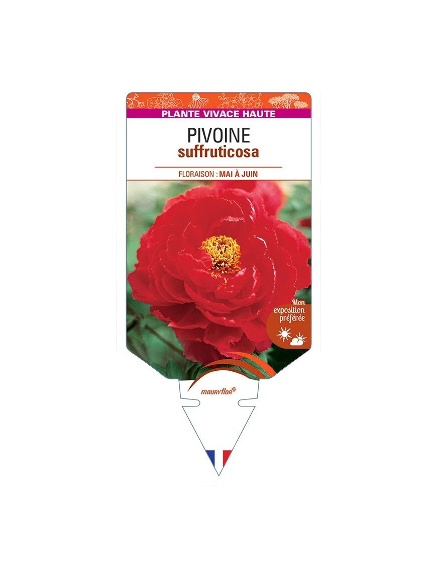 PAEONIA suffruticosa voir Pivoine (rouge clair)