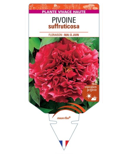 PAEONIA suffruticosa voir Pivoine (rouge) foncé)