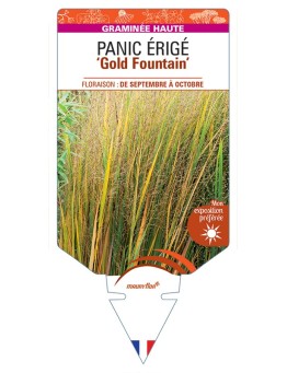 PANICUM virgatum Gold Fountain voir Panic érigé