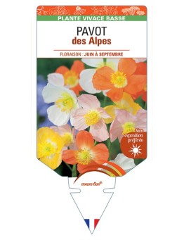 PAPAVER burseri voir Pavot des Alpes