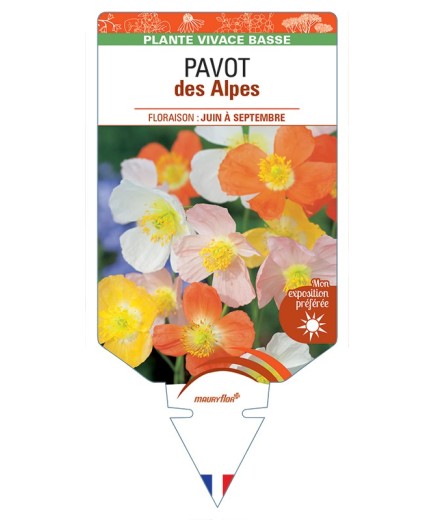 PAPAVER burseri voir Pavot des Alpes