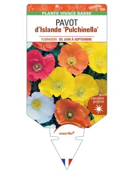 PAPAVER nudicaule Pulchinella voir Pavot d’Islande
