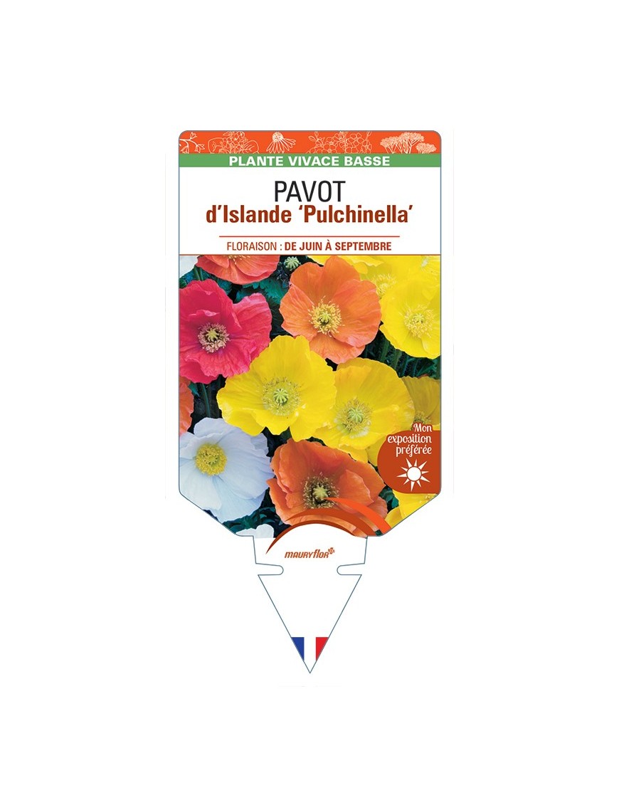 PAPAVER nudicaule Pulchinella voir Pavot d’Islande