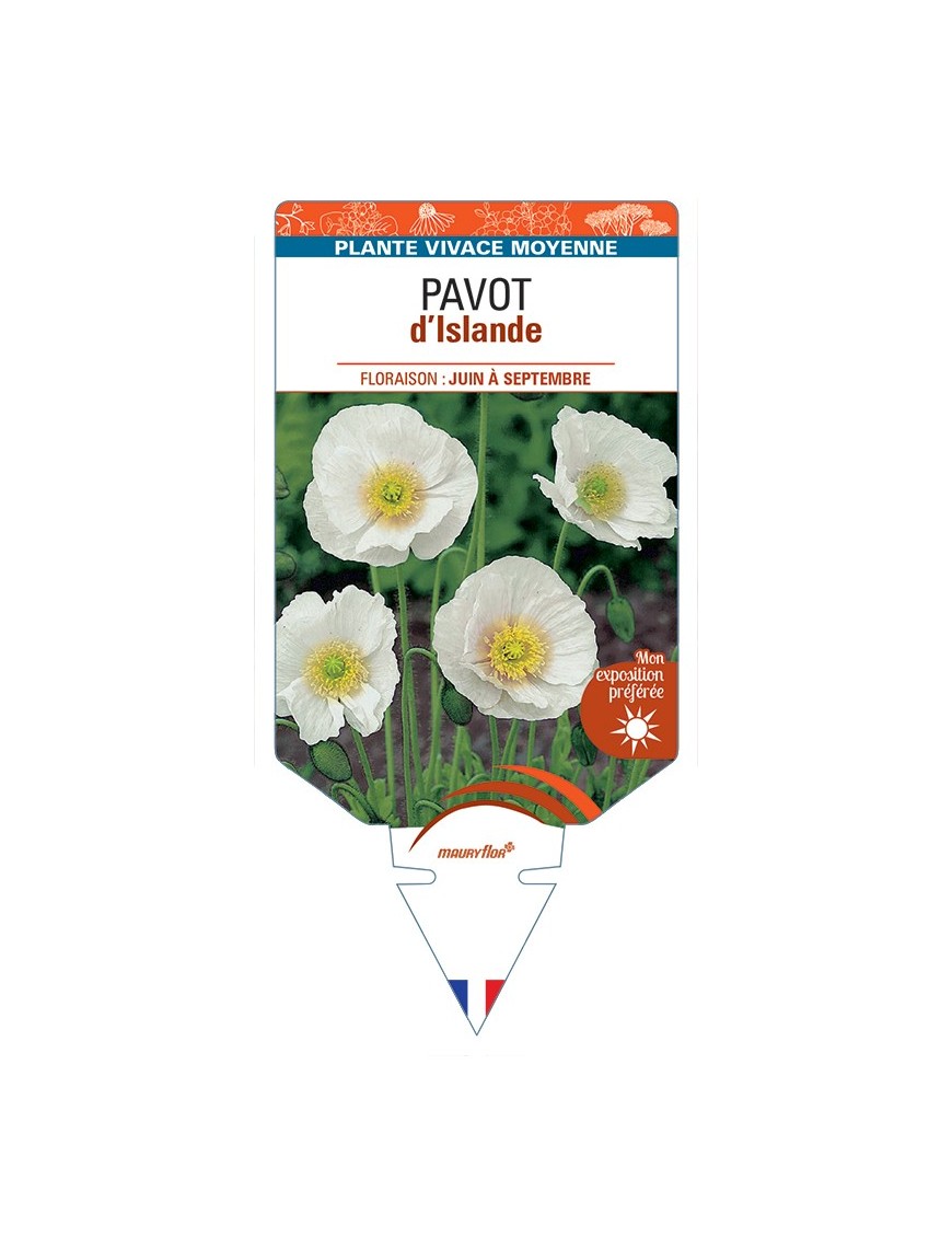 PAPAVER nudicaule voir Pavot d’Islande (blanc)