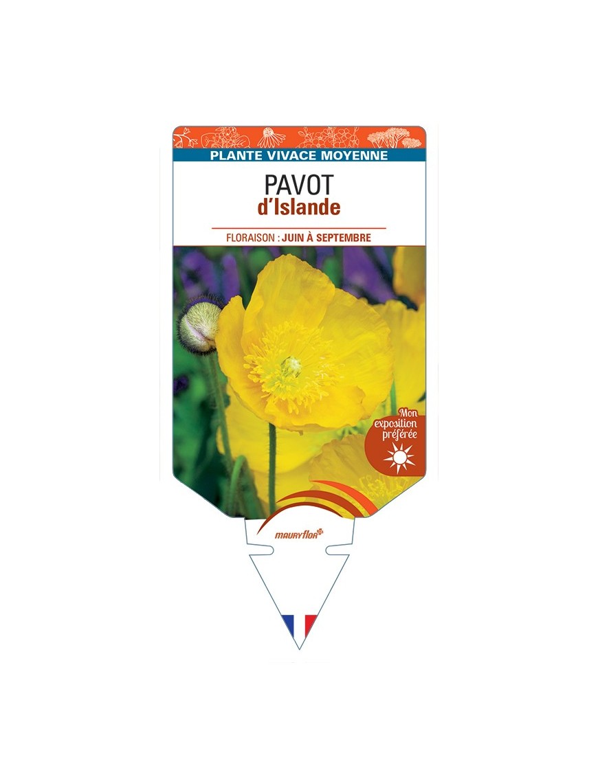 PAPAVER nudicaule voir Pavot d’Islande (jaune)