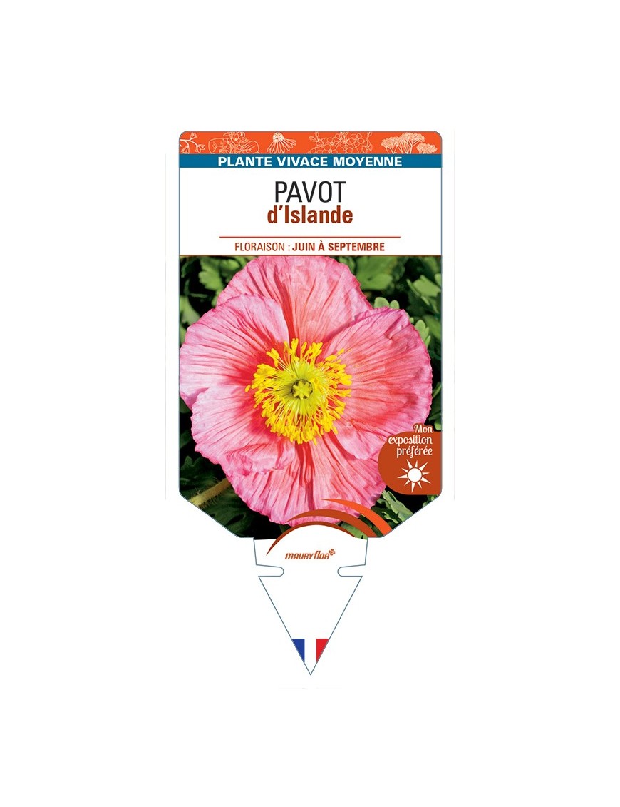 PAPAVER nudicaule voir Pavot d’Islande (rose)