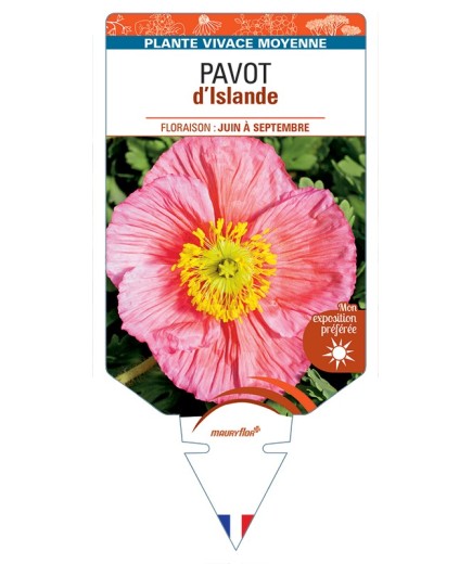 PAPAVER nudicaule voir Pavot d’Islande (rose)